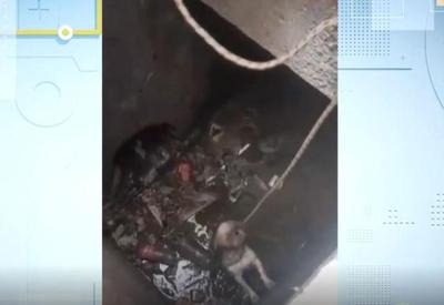 População resgata cão da raça Shih-tzu de bueiro no interior de São Paulo