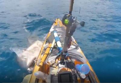 Vídeo: tubarão-tigre ataca caiaque e pescador registra momento
