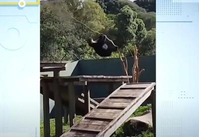 Vídeo: Urso cai de árvore em zoológico de Curitiba e imagem viraliza