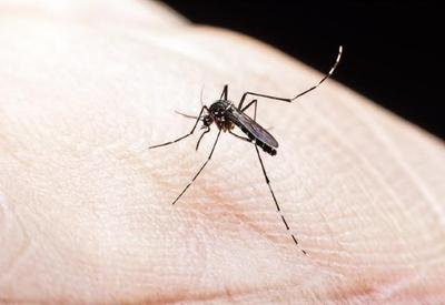 Dengue no Brasil: Interesse de busca pela doença no Google aumenta nos últimos 30 dias