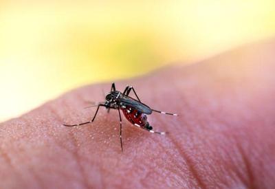 Vacina para chikungunya apresenta quase 100% de eficácia, aponta estudo
