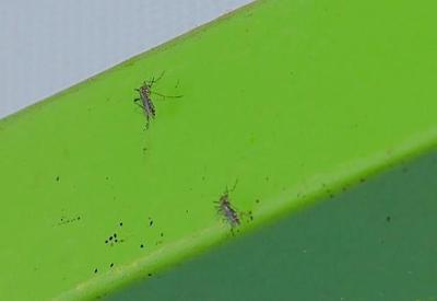 Tecnologia ajuda no combate ao mosquito Aedes aegypt