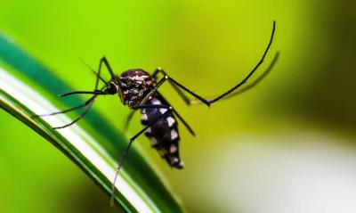 Brasil passa de 4 milhões de casos de dengue