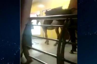 No Rio, homem tenta embarcar no ônibus com três cavalos e acaba detido