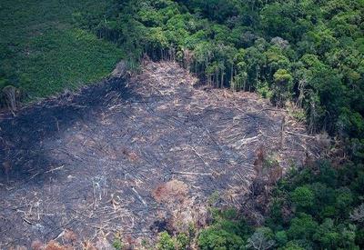 Alertas de desmatamento na Amazônia caem 33% no primeiro semestre