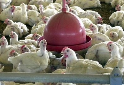 Receita de exportações de carne de frango cresce 15% em outubro