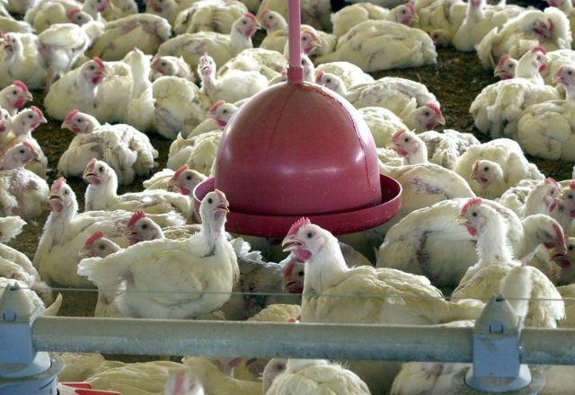 Exportações de carne de frango registram alta de 6% em 2022