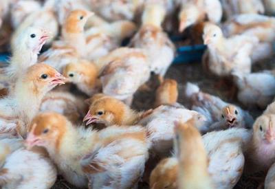 Governo prorroga estado de emergência zoossanitária devido à gripe aviária
