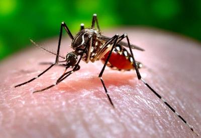 Mortes causadas pela dengue registram aumento de quase 400%