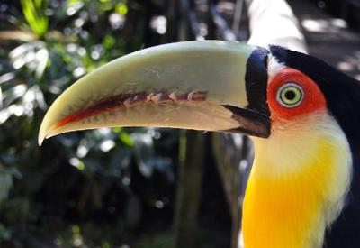 Brasil é o segundo colocado em ranking de espécies de aves em extinção