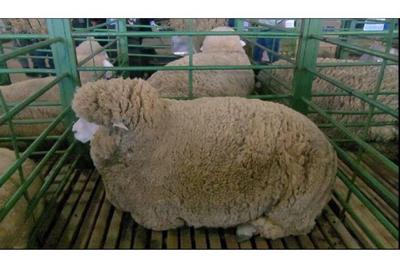 Concurso de ovelhas na Expointer tem objetivo de melhorar a qualidade da lã