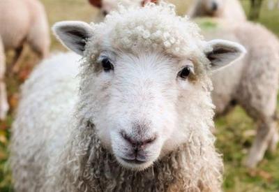 Ovelhas invadem lavoura e comem mais de 100 kg de maconha na Grécia