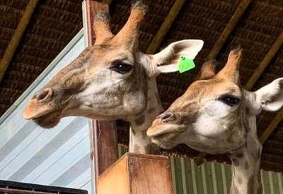 Justiça aceita denúncia contra envolvidos na importação ilegal de girafas