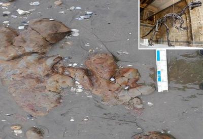 Pegadas de dinossauros são descobertas em ilha da Inglaterra