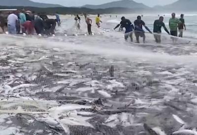 Atraso dos dias frios afeta a pesca da tainha em Florianópolis (SC)