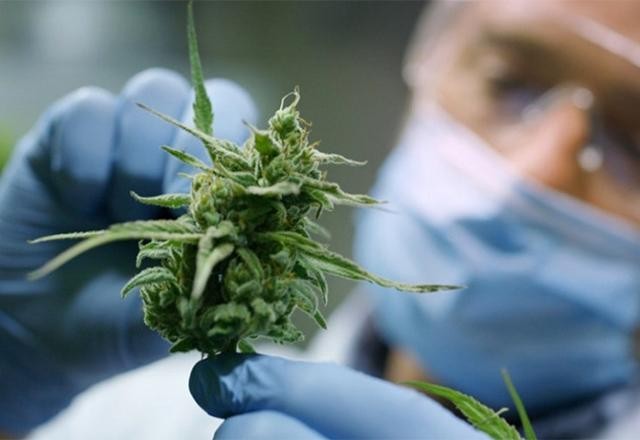 NFL pagará U$ 1 milhão para estudos sobre cannabis no tratamento de dor
