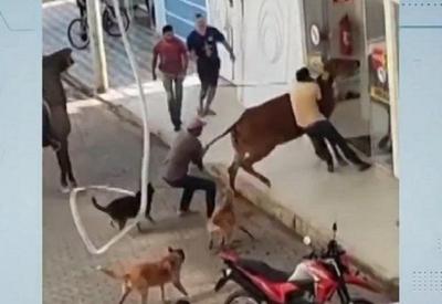 Vídeo: boi invade autoescola e provoca tumulto em MG