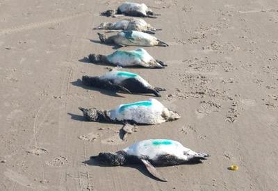 Pinguins são encontrados mortos no litoral de Santa Catarina