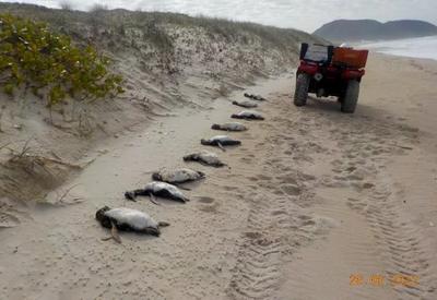 Quase 300 pinguins aparecem mortos em praias de Florianópolis