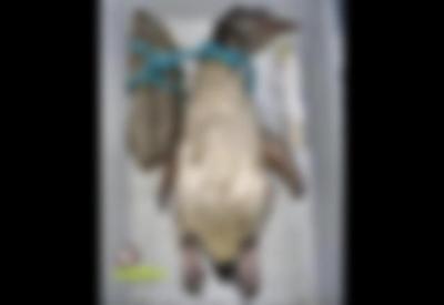 Pinguim é encontrado morto com pedra amarrada ao pescoço em SC