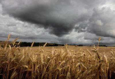 Brasil deve alcançar com folga um novo recorde na safra de trigo