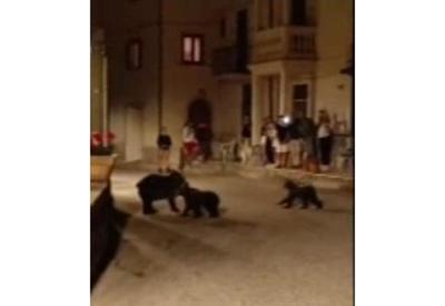 População fica revoltada com o assassinato de uma ursa na Itália