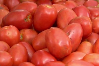 Preço do tomate dispara e sofre reajuste de mais de 70% em uma semana