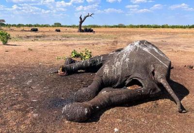 Seca e falta de água mata ao menos 100 elefantes no Zimbabué