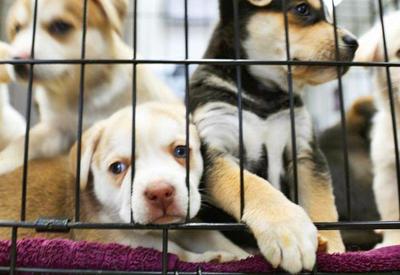 Alesp aprova lei que proíbe criação e venda de animais em pet shops
