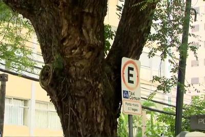 Queda de árvores gigantes preocupa moradores de bairros de SP