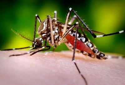 OMS lança iniciativa para evitar novos surtos de dengue e febre amarela