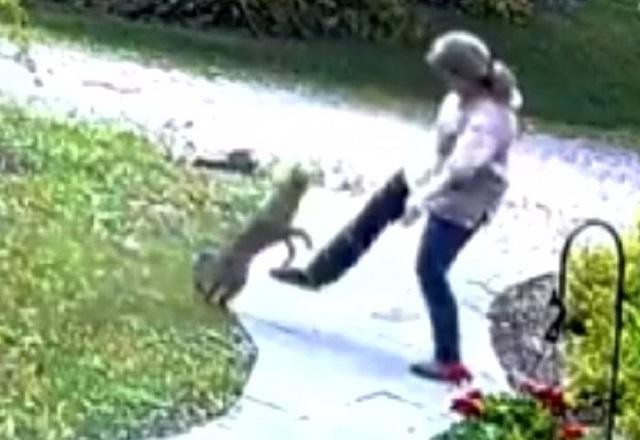 Flagra: mulher é atacada por raposa contaminada com raiva