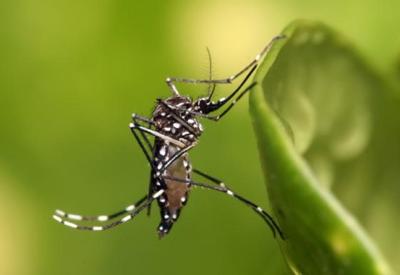 Contaminações pelo vírus da dengue passam de 1,6 milhão em 2023