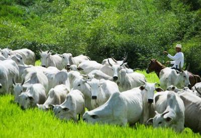 Inseminação artificial ganha espaço entre rebanhos bovinos no Pará