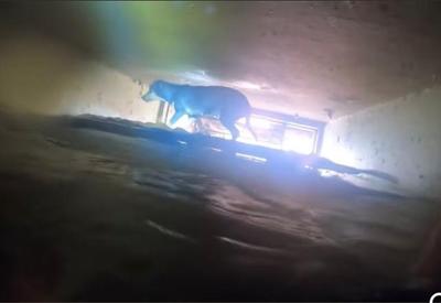 Bombeiro salva cachorro ilhado em enchente em Minas Gerais