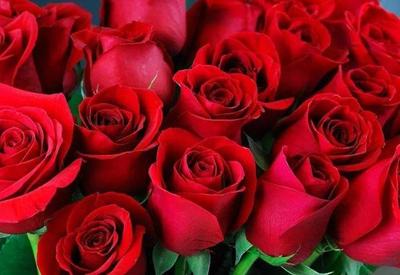 Vigilância libera 50 toneladas de rosas colombianas para Namorados
