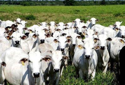 Rússia suspende embargo à carne bovina brasileira