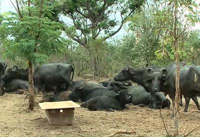 Fazendeiro é multado em mais de R$ 3 mi por abandonar rebanho de búfalos