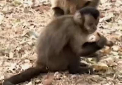 SP: macacos-prego são furtados de viveiro na Unesp de Araçatuba