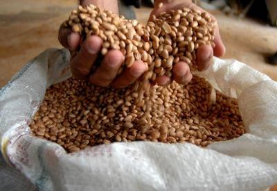 Agricultura manda recolher lotes de feijão impróprios para consumo