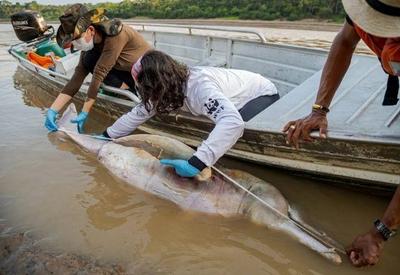 Veterinários confirmam seca extrema como motivo de morte de botos no Amazonas