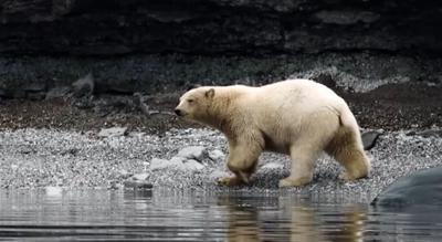 SBT visita cidade no Ártico que tem mais ursos polares do que seres humanos