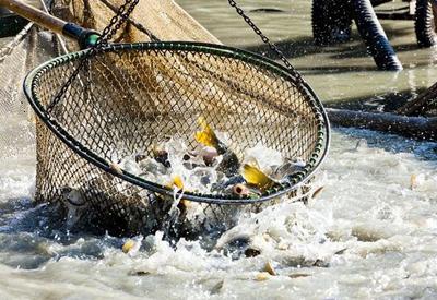 Produção pesqueira movimentou cerca US$ 175 bilhões em 2021
