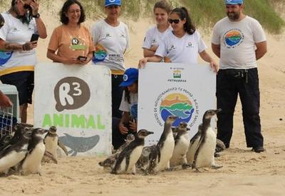 Projeto devolve 18 pinguins-de-Magalhães à natureza; veja imagens