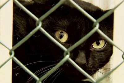 Superstição atrapalha adoção de gatos pretos