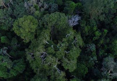 Desmatamento na Amazônia em abril alcança maior patamar em 10 anos