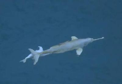 Vídeo mostra registro raro de golfinho amamentando filhote em Ubatuba, no litoral de SP