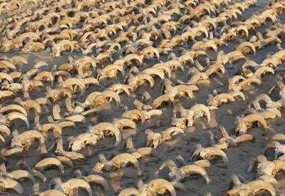 Mais de 2 mil cabeças de carneiro mumificadas são descobertas no Egito