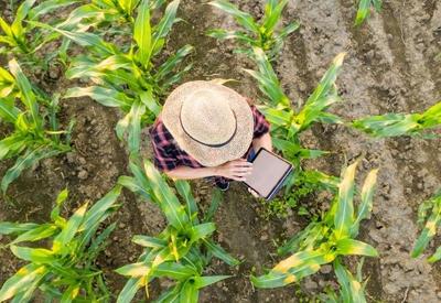 Trading agrícola lança plataforma de venda online de insumos