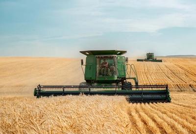 Como lavouras de trigo poderiam atender demanda nacional?